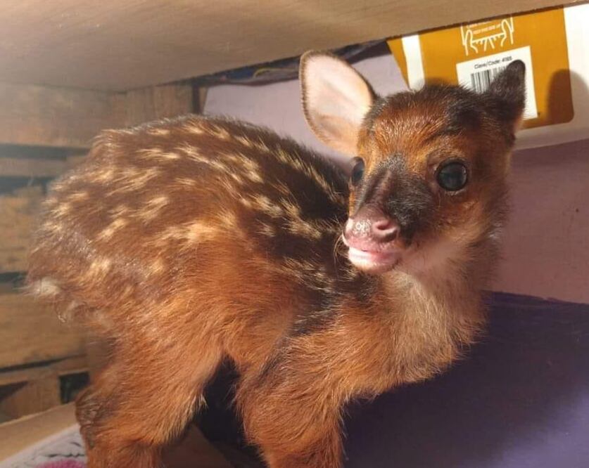 El venado fue rescatado a la orilla de una carretera Foto: Profepa