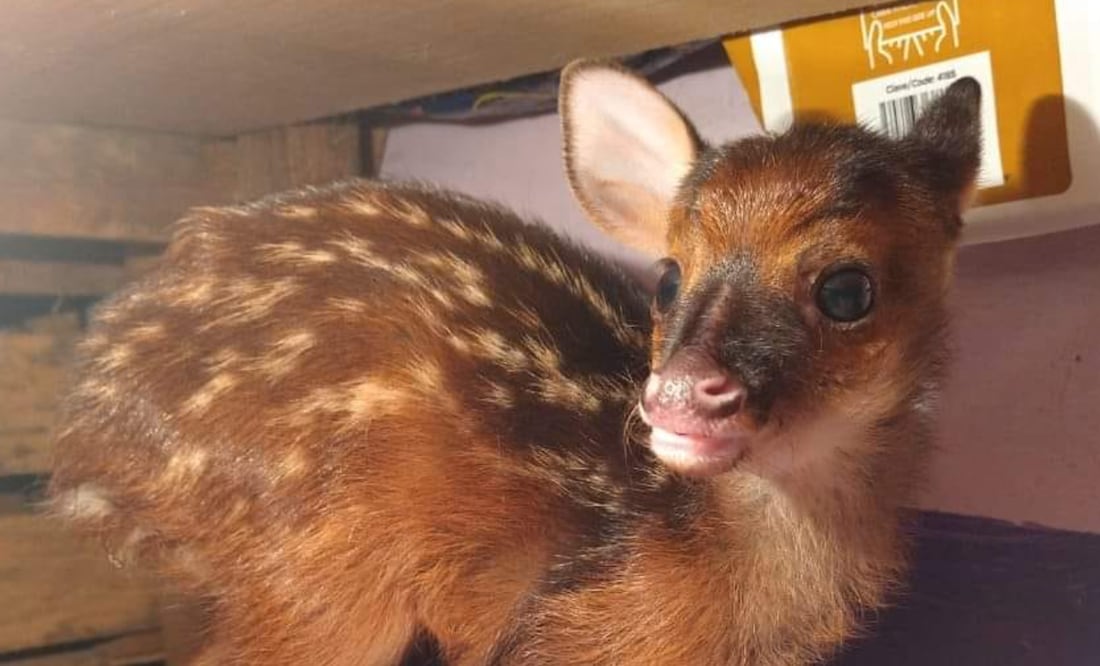 El venado fue rescatado a la orilla de una carretera Foto: Profepa