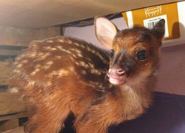 Rescatan a venado que se encontraba a orilla de carretera