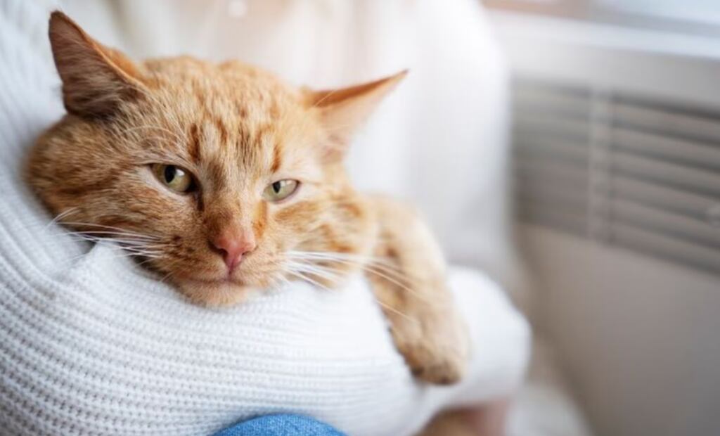Gatos y salud. Fuente: Freepik