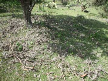 Ixmiquilpan organizará segunda mega faena comunitaria para combatir plaga en mezquites