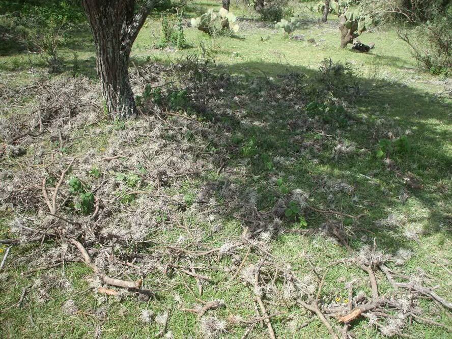 El heno motita es una planta en forma de “bolita” color gris | Foto: especial