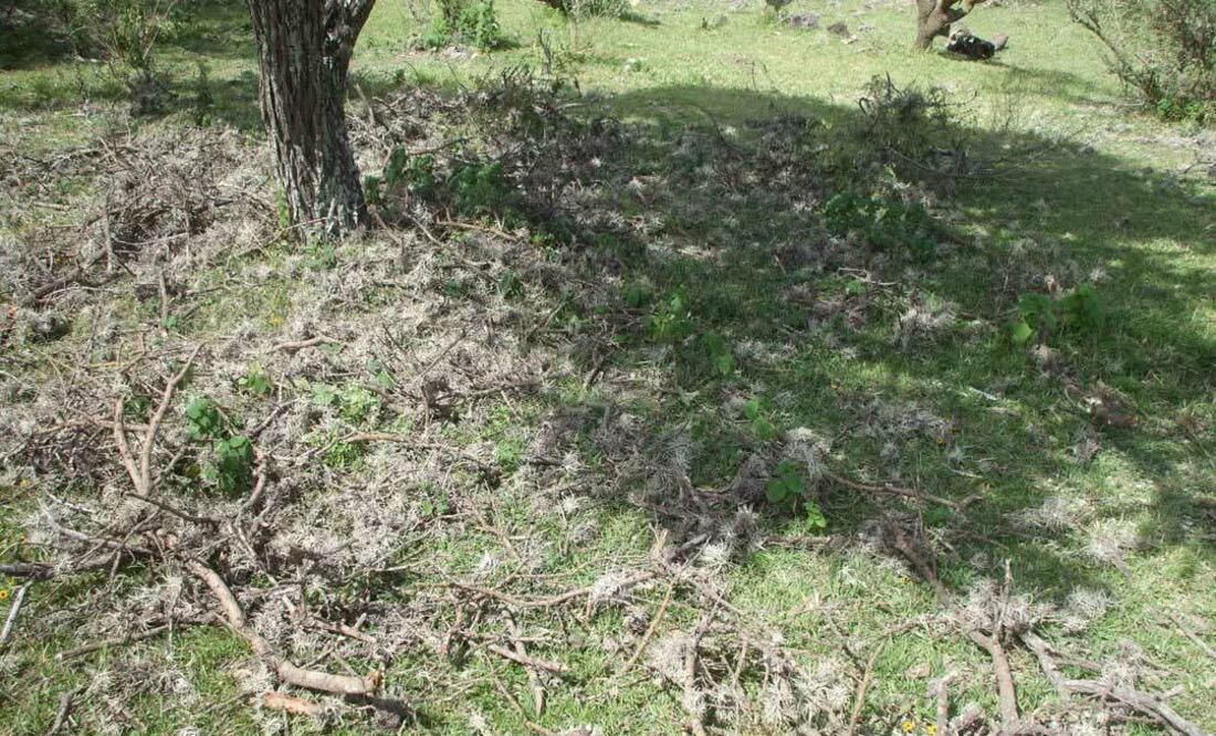 El heno motita es una planta en forma de “bolita” color gris | Foto: especial