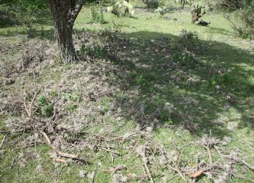 Ixmiquilpan organizará segunda mega faena comunitaria para combatir plaga en mezquites