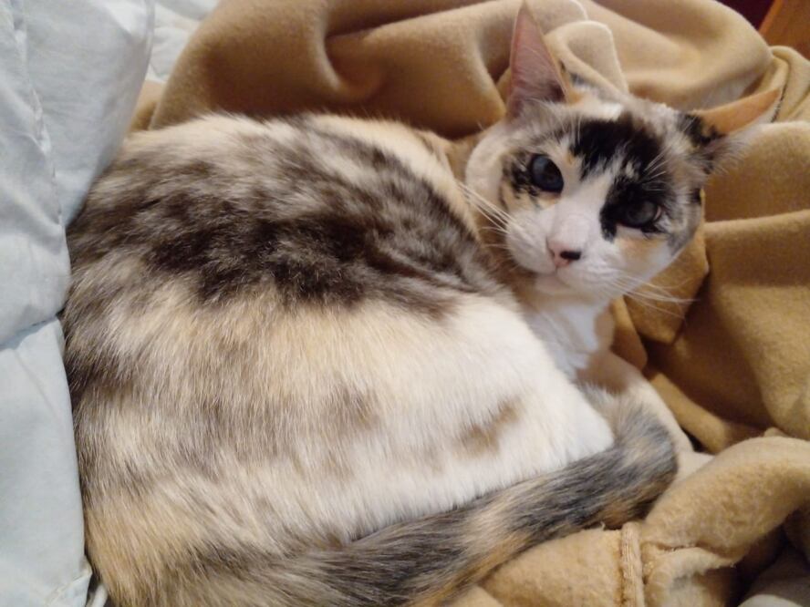 Los gatos tienen diferentes características, las cuales han demostrado ser un animal sorprendente | Foto: Cinthya Carbajal