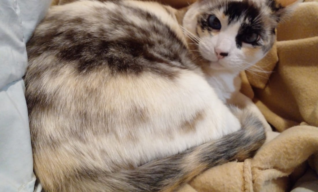 Los gatos tienen diferentes características, las cuales han demostrado ser un animal sorprendente | Foto: Cinthya Carbajal