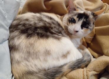 Día Internacional del Gato: 5 datos curiosos