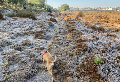 Frente frío 20 propicia bajas temperaturas en Hidalgo; Altiplano registra las mínimas