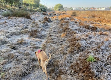 Frente frío 20 propicia bajas temperaturas en Hidalgo; Altiplano registra las mínimas