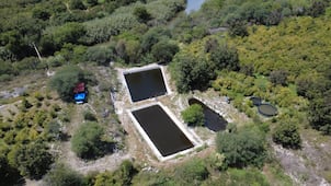 Inauguran estanque acuícola en Zimapán para impulsar producción de tilapia 