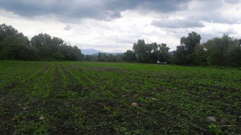 Lluvias benefician cultivos en el Valle del Mezquital