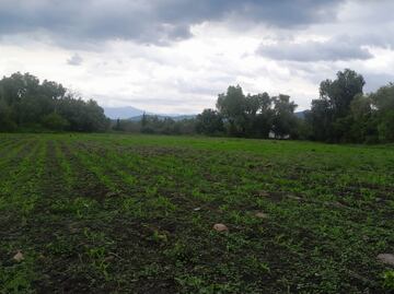 Lluvias benefician cultivos en el Valle del Mezquital