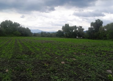 Lluvias benefician cultivos en el Valle del Mezquital