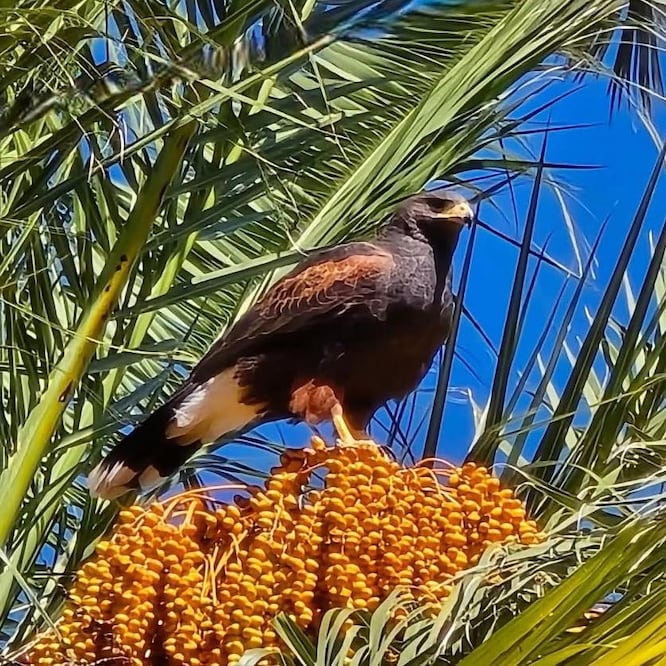 Localizaron Águilas de Harris en las palmeras de avenidad Revolución en Pachuca I foto: Especial