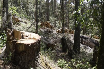 Plagas forestales se multiplican en Hidalgo; más de 8 mil hectáreas afectadas