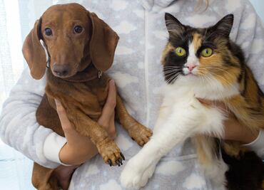 Arranca en Hidalgo la Semana Nacional de Vacunación Canina y Felina 2025