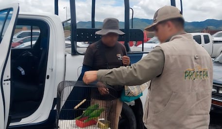 Profepa rescata pericos en tianguis semanal ganadero de Actopan