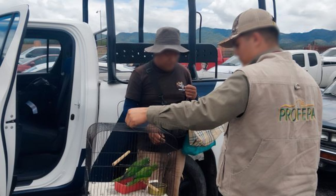 Rescatan pericos en tianguis semanal ganadero de Actopan I Foto: Especial