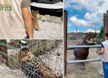 PROFEPA asegura tigre, hipopótamo y faisán exhibidos sin permisos en balneario de Hidalgo