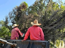Fuertes vientos y lluvia derriban árboles en Alfajayucan y Chapantongo