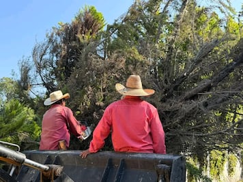 Fuertes vientos y lluvia derriban árboles en Alfajayucan y Chapantongo