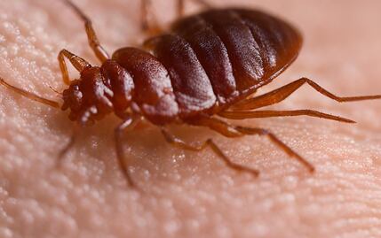 ¿Las chinches son sinónimo de mala higiene?