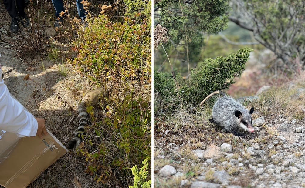 Liberación de fauna en El Chico; esperanza para la vida silvestre en Hidalgo | Facebook: Unidad de Rehabilitación de Fauna Silvestre Pachuca