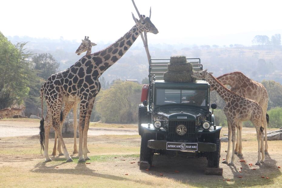 EUM20240127NAC02.JPG
PUEBLA, Pue., Giraffe/Jirafa-Benito.- La jirafa Benito es integrada a la manada de Africam Safari. Sábado 27 enero 2024. Foto: Agencia EL UNIVERSAL/Omar Contreras/LCG.

