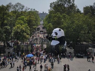 Alistan el Festival del Bosque 2024 en la CDMX