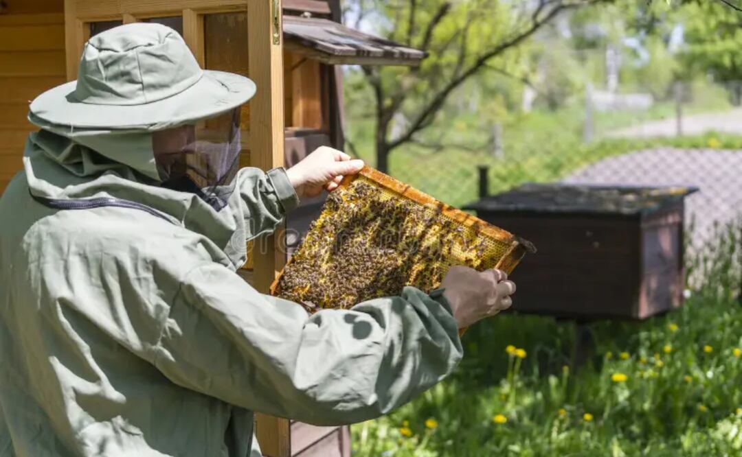 Esta propuesta dio entrega a 10 equipos especiales para la reubicación de abejas en el municipio | Foto: Especial