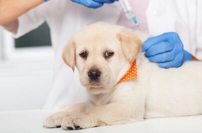 ¿Por qué es importante vacunar a las mascotas contra la rabia?