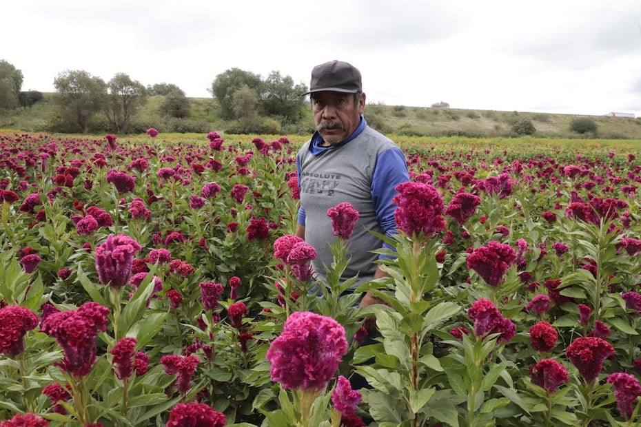 Conoce la historia de estos productores y la tradición floricultora que da vida al Festival de las Flores | Foto: Luis Soriano
