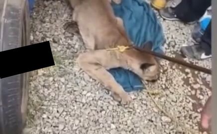 Se mete puma a bar en Tulancingo