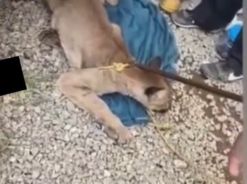 Se mete puma a bar en Tulancingo