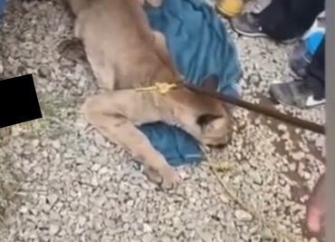 Se mete puma a bar en Tulancingo