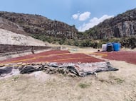 INAH confirma hallazgo de ofrenda con 10 cráneos humanos en Huapalcalco