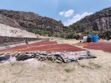 Cráneos hallados en Huapalcalco continúan bajo análisis; aún no hay condiciones para su exhibición: INAH
