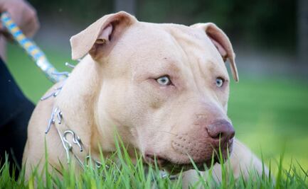 Hombre es grabado golpeando una perra pitbull en Edomex