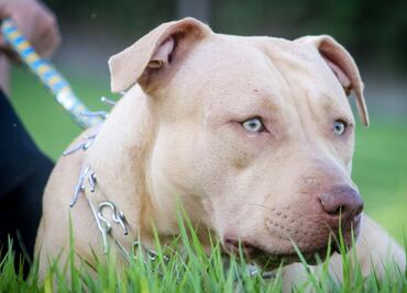 Hombre es grabado golpeando una perra pitbull en Edomex