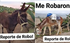 Denuncian robo de burros tlachiqueros en comunidades de Singuilucan y Epazoyucan