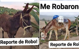 Denuncian robo de burros tlachiqueros en comunidades de Singuilucan y Epazoyucan