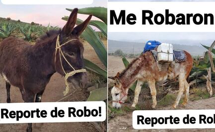 Denuncian robo de burros tlachiqueros en comunidades de Singuilucan y Epazoyucan