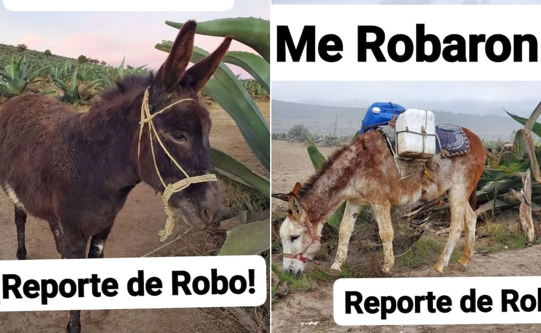 Preocupa robo de burros tlachiqueros en Singuilucan y Epazoyucan | Facebook: Burrolandia México A.C.