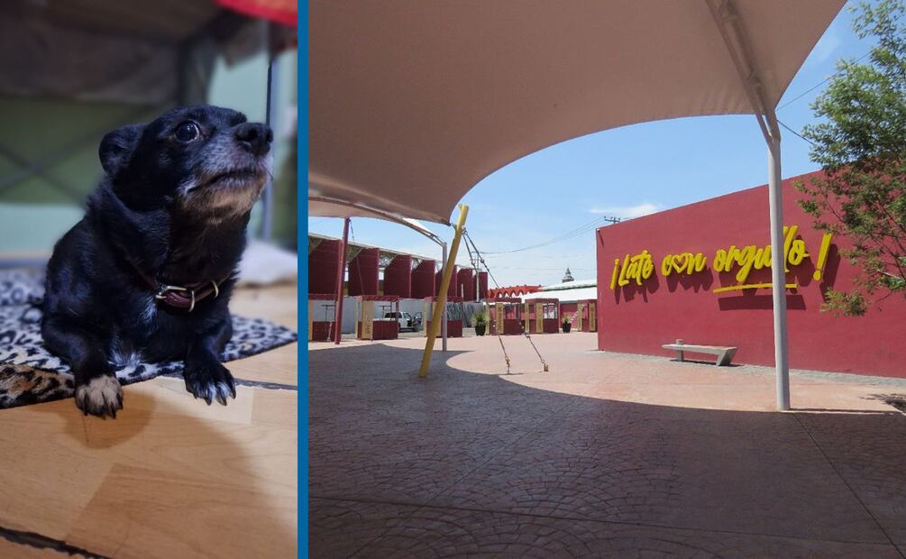 Modelo: Max el schipperke | Foto: Cinthya Carbajal