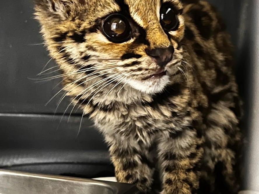 Foto: Unidad de Rehabilitación de Fauna Silvestre Pachuca