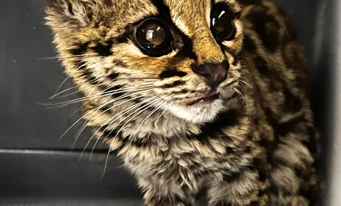 Foto: Unidad de Rehabilitación de Fauna Silvestre Pachuca