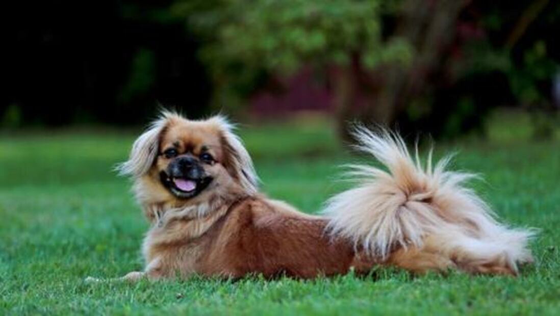 Spaniel Tibetano Foto: Purina
