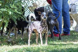 Aumentan 168 por ciento denuncias por maltrato animal en Mineral de la Reforma