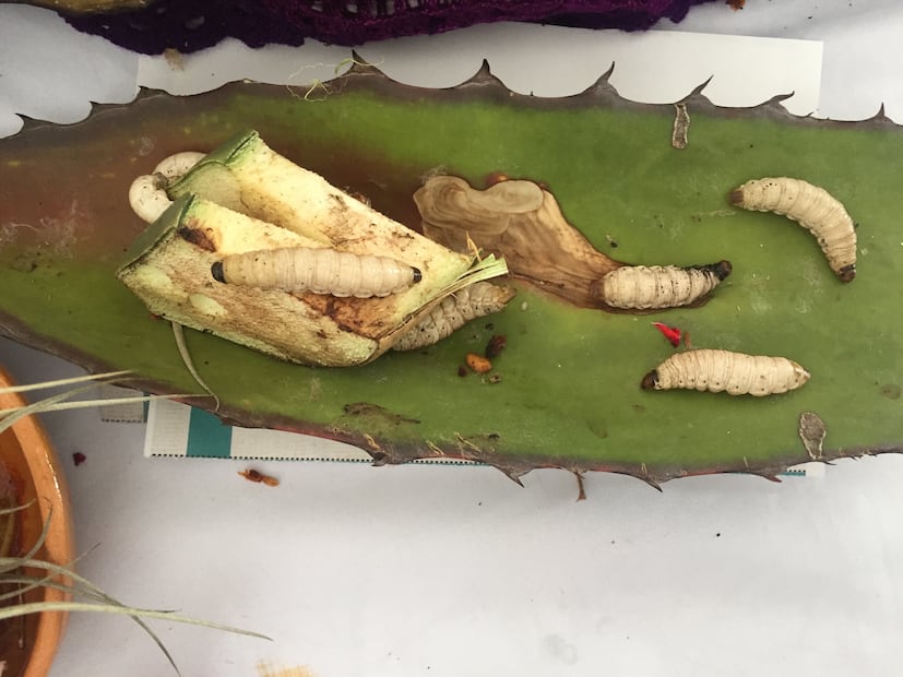 Del maguey al plato | Foto: Wikimedia Commons