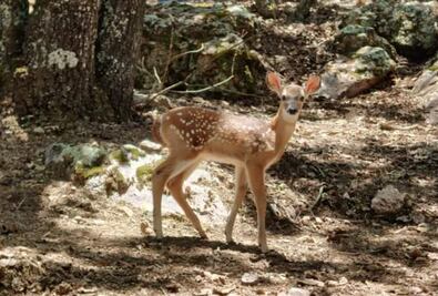 Nace un venado cola blanca en el parque Ecoturístico El Puma en Actopan